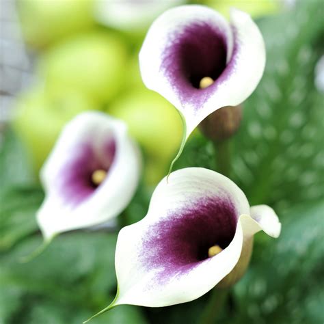 Calla Lily Picasso | Bi-color Zantedeschia Bulbs | Purple and White Calla Bulbs – Easy To Grow Bulbs