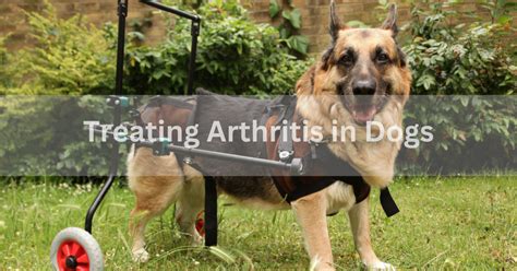 Common signs and symptoms for treating arthritis in dogs | by Dogs ...