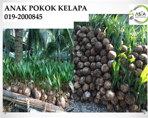 Coconut Seedlings // Anak Pokok Kelapa - 3 feet tall – Asia Agriculture & Lab