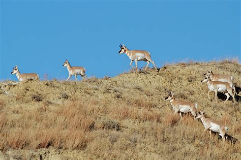 Voyagers: Theodore Roosevelt National Park Wildlife 野生動物