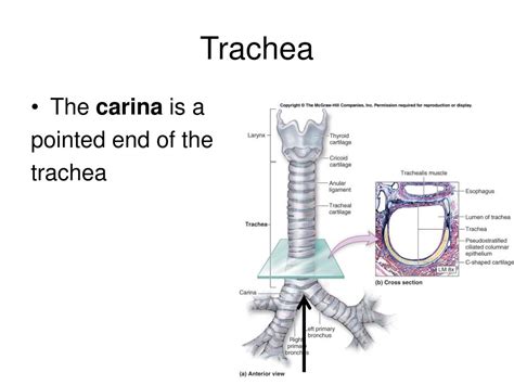 PPT - Human Anatomy PowerPoint Presentation, free download - ID:1704577