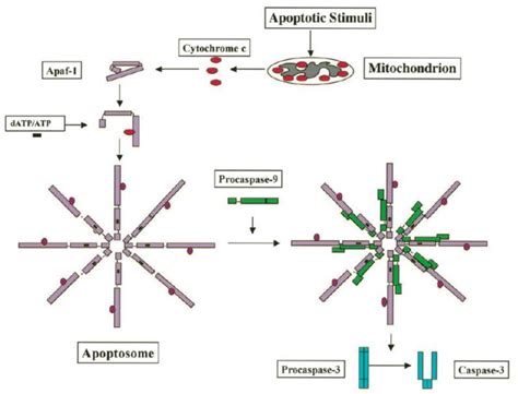 The cytochrome c-induced caspase activation pathway | Download ...