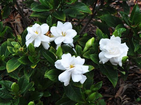 Image Of Gardenia Plant - sybianvideos