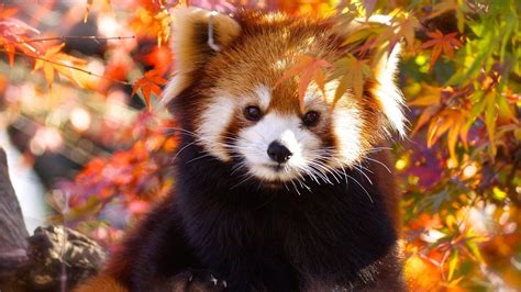 24 Red Panda Wallpapers - Wallpaperboat