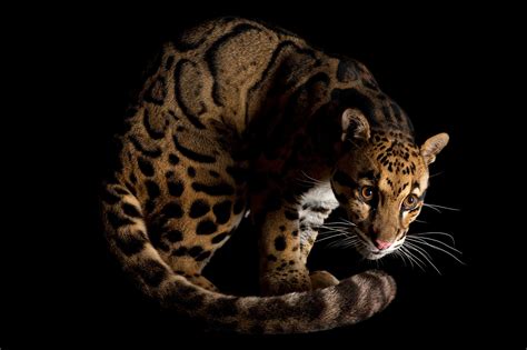 Clouded Leopard Wallpaper (65+ images)