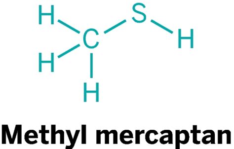 draw the lewis structure of methyl mercaptan. - jingyi31945