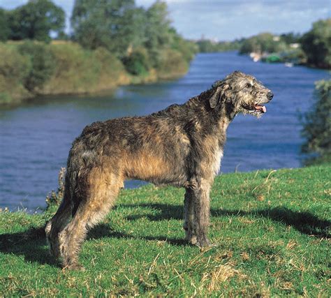 Irish wolfhound | Giant, Sighthound, Gentle | Britannica