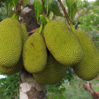 Brazil Nuts (dried) vs Jackfruit: What is the difference?