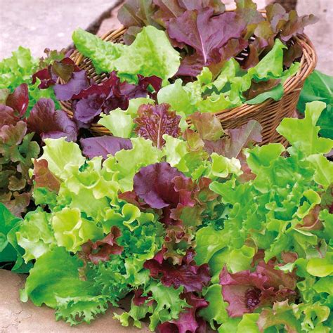 Buy Lettuce 'Mix' (Organic) - Seeds | Organic Gardening Catalogue