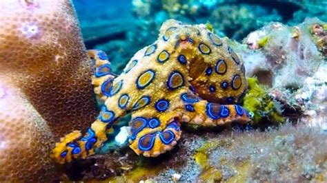 Phenomenal 25+ Awesome picture of Blue-Ringed Octopus https://meowlogy.com/2018/02/08/25-awesome ...