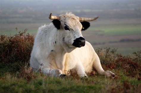 Rare breed White Park cattle | Grazing on NT land at Brean D… | Flickr