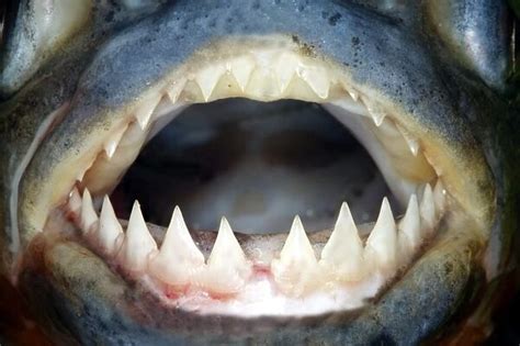 WAT-8426. Red-bellied Piranha close-up of teeth Llanos #1299766