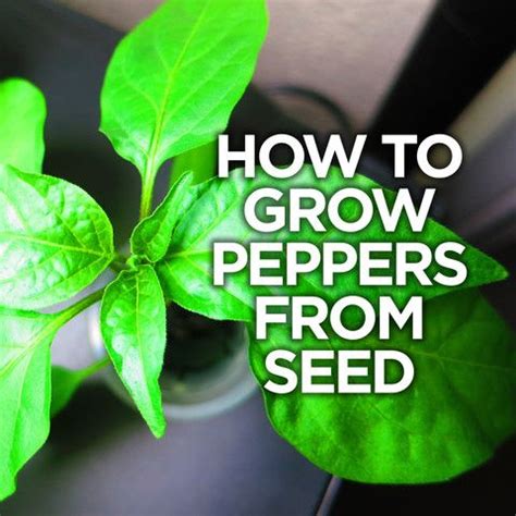 It's not too late to start your chile pepper seeds! Make sure to start ...