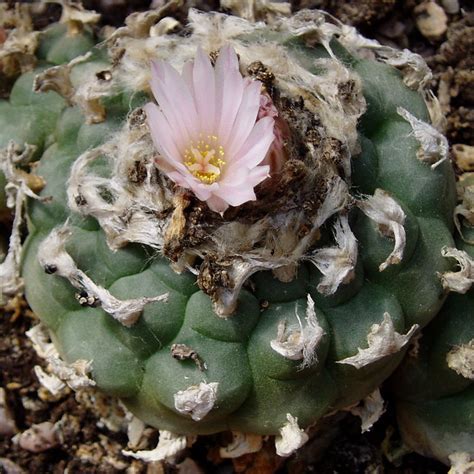 Peyote cactus | Flickr - Photo Sharing!