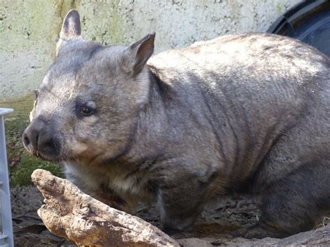 Bunbury Wildlife Park : 2020 Ce qu'il faut savoir pour votre visite ...