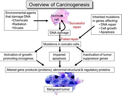 The Biology of Cancer