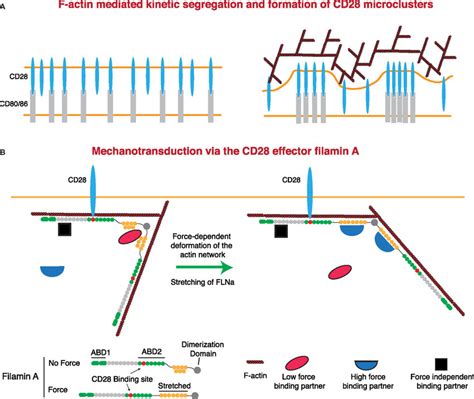 Regulation of CD28 signaling by applied forces. (A) CD28 clustering at... | Download Scientific ...