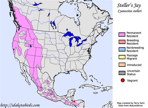 Steller's Jay - Species Range Map