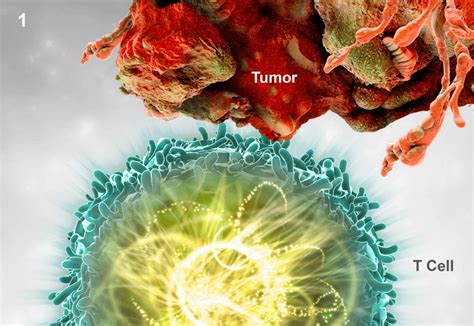 Mechanism of Action of KEYTRUDA® (pembrolizumab) | Health Care ...