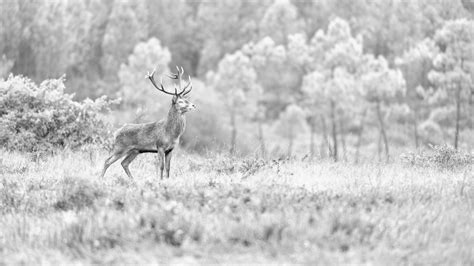 Enhancing Black and White Photos with Shades of Grey, Low-Key, and High-Key