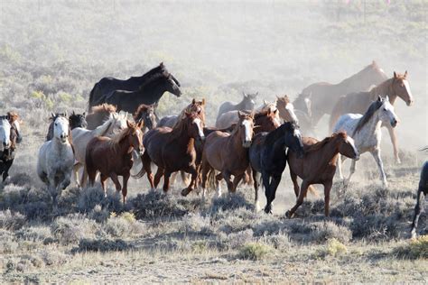 Wild Horses Free Stock Photo - Public Domain Pictures