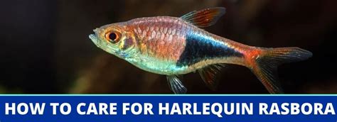 How To Care For Harlequin Rasbora: A Complete Fact Sheet, Breeding ...