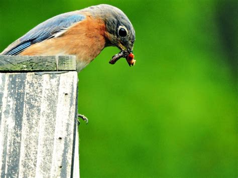 NestWatch | Eastern bluebird feeding young - NestWatch