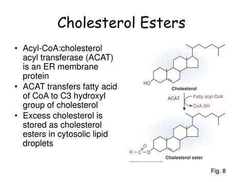 PPT - D- Cholesterol Absorption, Synthesis, & Metabolism PowerPoint ...