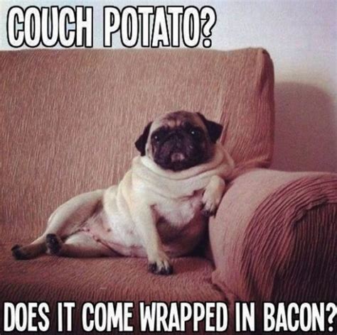 101 Lovable Pug Memes That Are Too Puggin' Cute