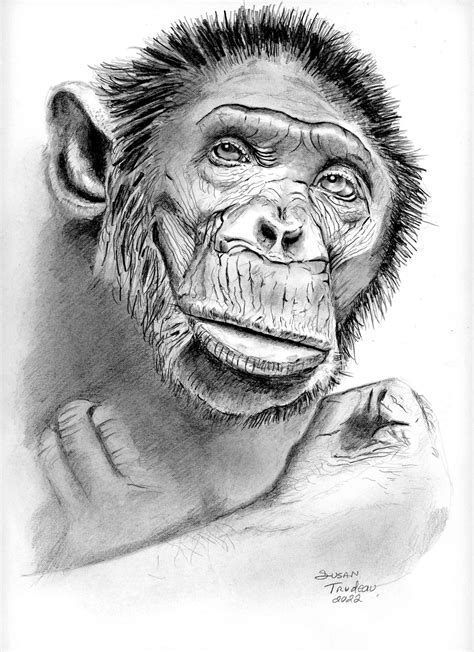 Realistic Monkey Face Drawing