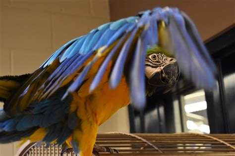 Big Birds with Big Personalities: Caring for Macaws | Lollypop Farm