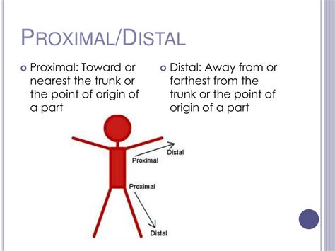 Difference Between Proximal And Distal