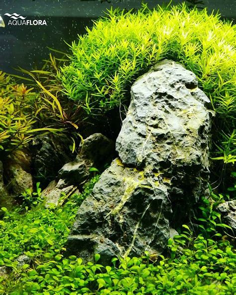 Close-up of a nano planted aquarium at Ecoarium in Portugal, powered by Aquaflora plants. # ...