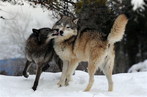 Wolves Kissing Photograph by Jacki Pienta