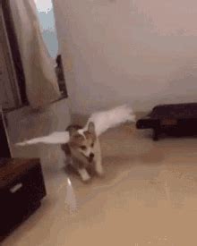 Flying Dog GIFs | Tenor