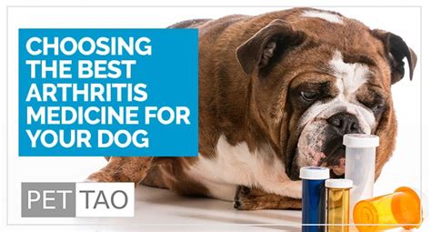 Which Dog Arthritis Medicine Should I Choose? - PET | TAO Holistic Pet ...