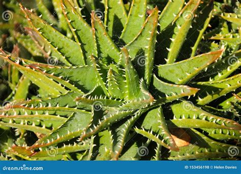 Exotic Cactus Plant Stock Images - Download 20,096 Royalty Free Photos