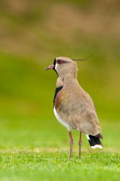 Tero Bird Southern Lapwing Stock Photos, Pictures & Royalty-Free Images - iStock