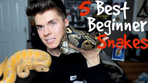 5 Best Pet Snakes for Beginners! - Your Pets Magazine