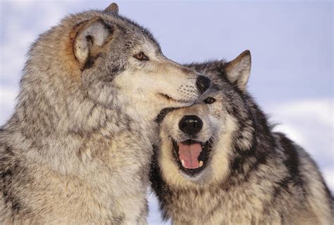 Gray Wolves Photograph by John Hyde - Printscapes - Fine Art America