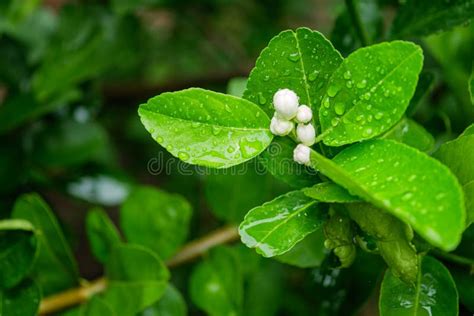 White Lime Blossom on Tree in the Farm Stock Image - Image of flower ...