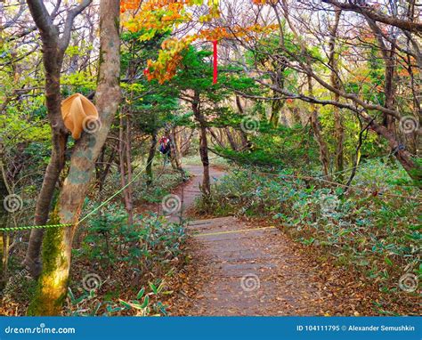 Autumn on Jeju island stock image. Image of fall, foll - 104111795