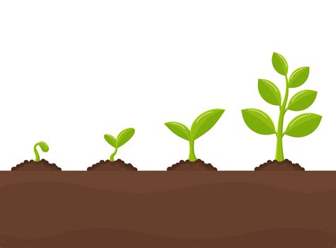 Tree growth Planting trees that sprout from seeds 680312 Vector Art at Vecteezy