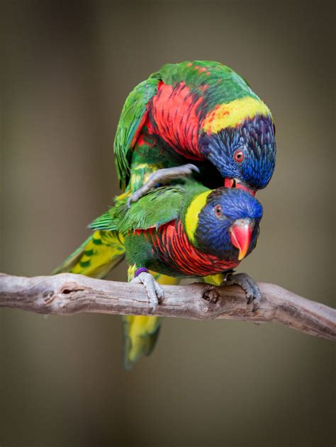 Rainbow Lorikeet in branch | Rainbow lorikeet, Pet birds, Beautiful birds