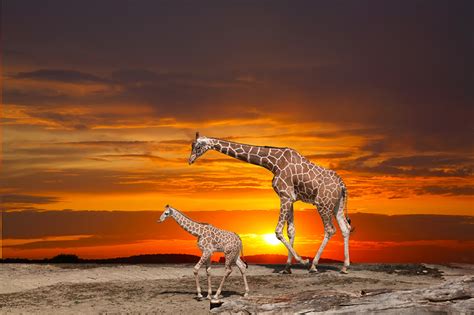 Fondos de Pantalla Jirafa Cachorros Amaneceres y atardeceres Dos Animalia descargar imagenes