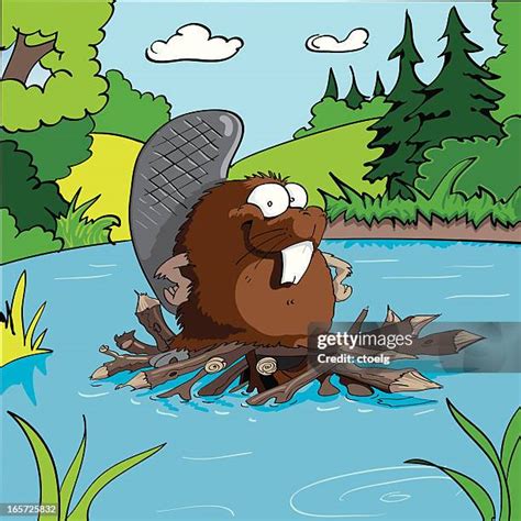 Beaver Dam High Res Illustrations - Getty Images