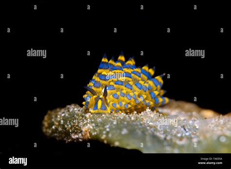 Leaf sheep slug hi-res stock photography and images - Alamy