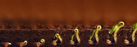 Hemp Germination and Seedling analysis - LemnaTec