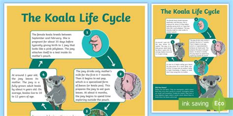 Life Cycle of a Koala Display Poster - Biological Sciences