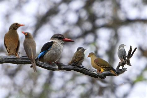 South African birds | Birds | Pinterest | Bird, Colorful birds and Beautiful birds